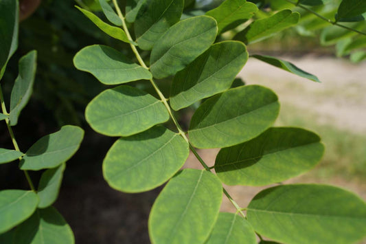 Robinia pseudoacacia meerstammig / struik