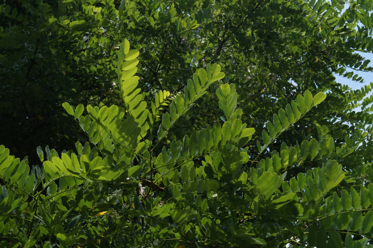 Robinia pseudoacacia meerstammig / struik
