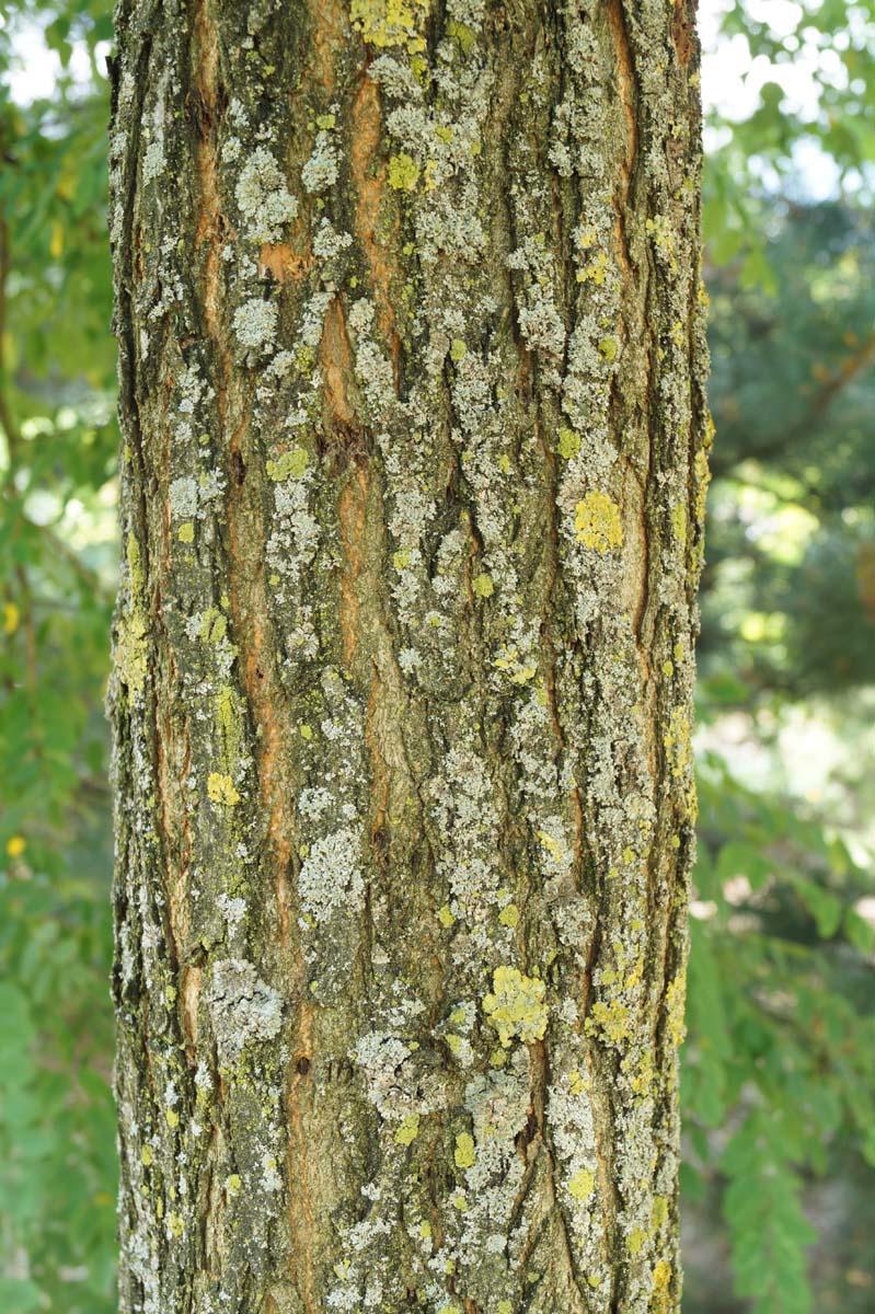Robinia pseudoacacia solitair