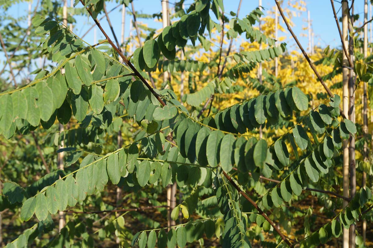 Robinia pseudoacacia 'Appalachia' op stam