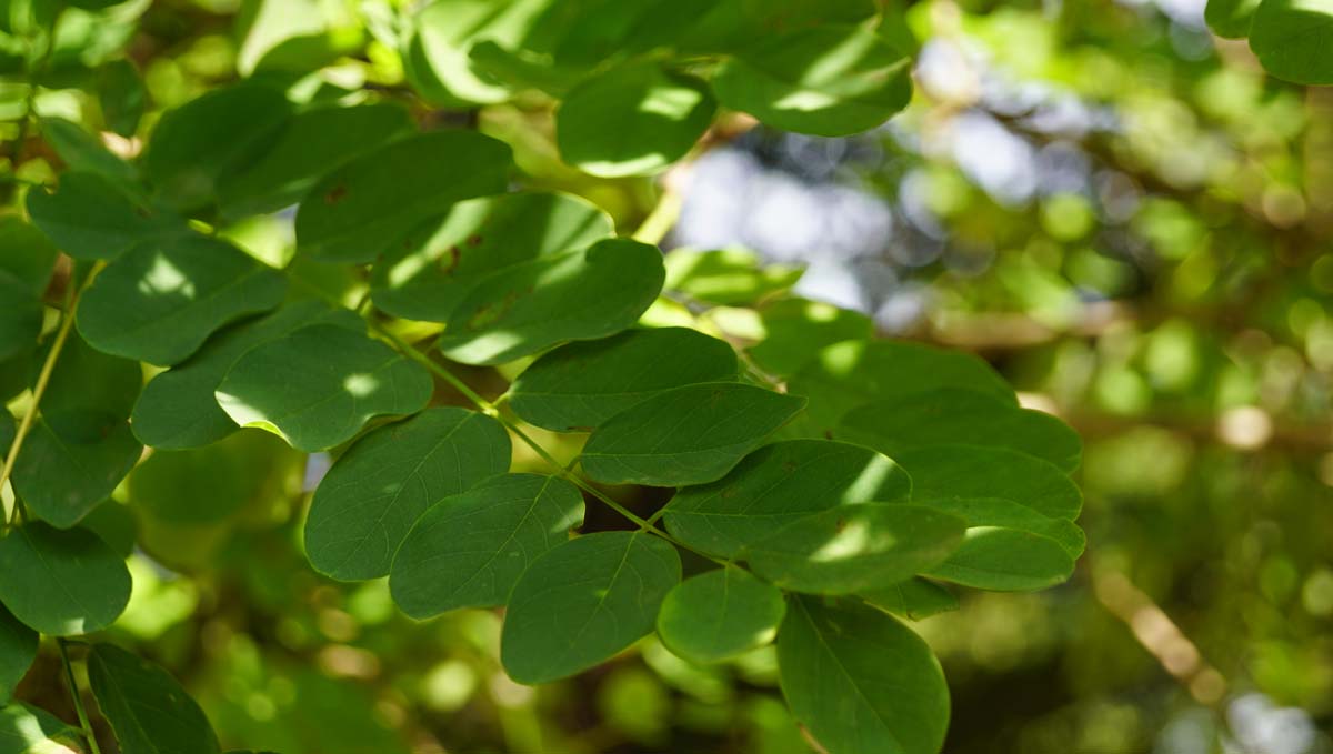 Robinia pseudoacacia 'Bessoniana' meerstammig / struik