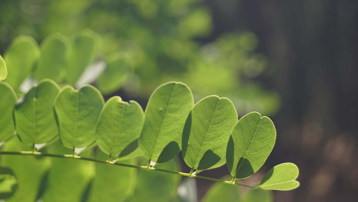 Robinia pseudoacacia 'Bessoniana' meerstammig / struik