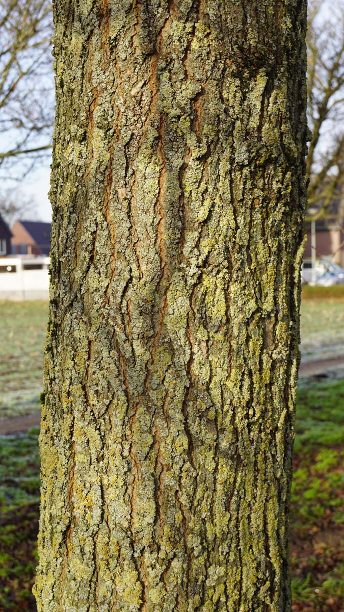 Robinia pseudoacacia 'Bessoniana' Tuinplanten