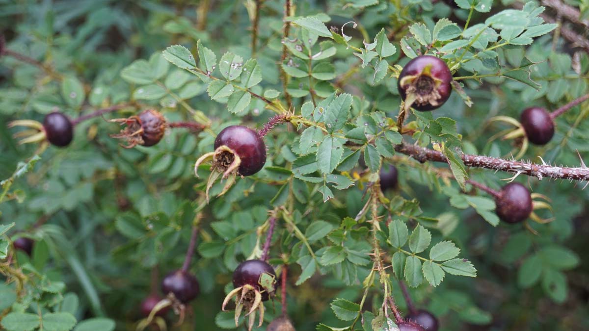 Rosa spinosissima meerstammig / struik