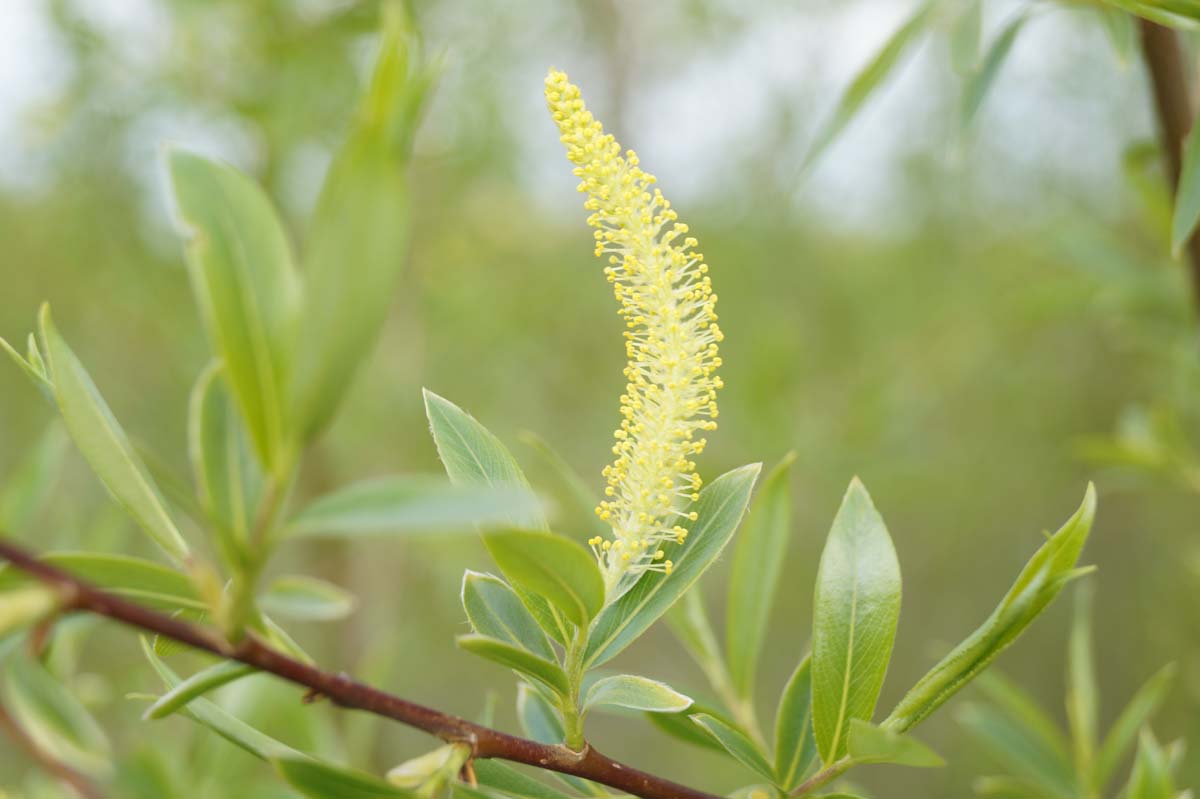 Salix alba meerstammig / struik