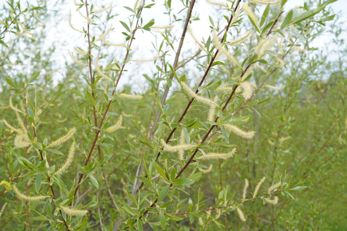 Salix alba Tuinplanten bloem