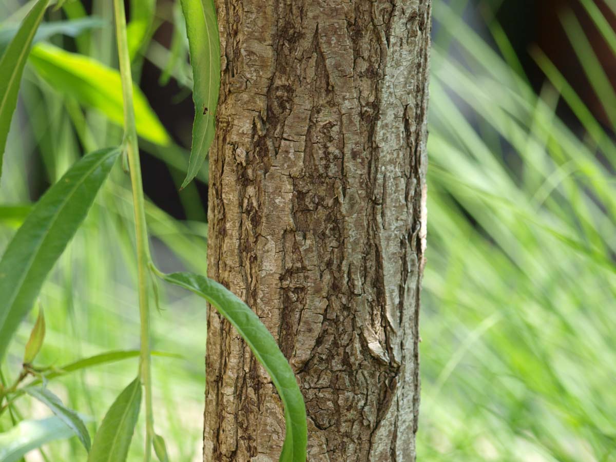 Salix alba solitair