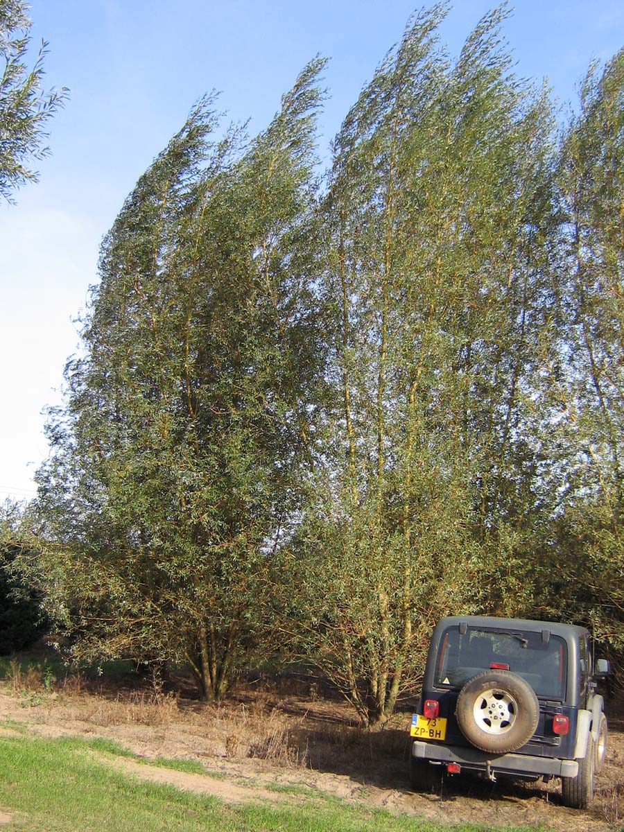 Salix alba 'Belders' haagplant