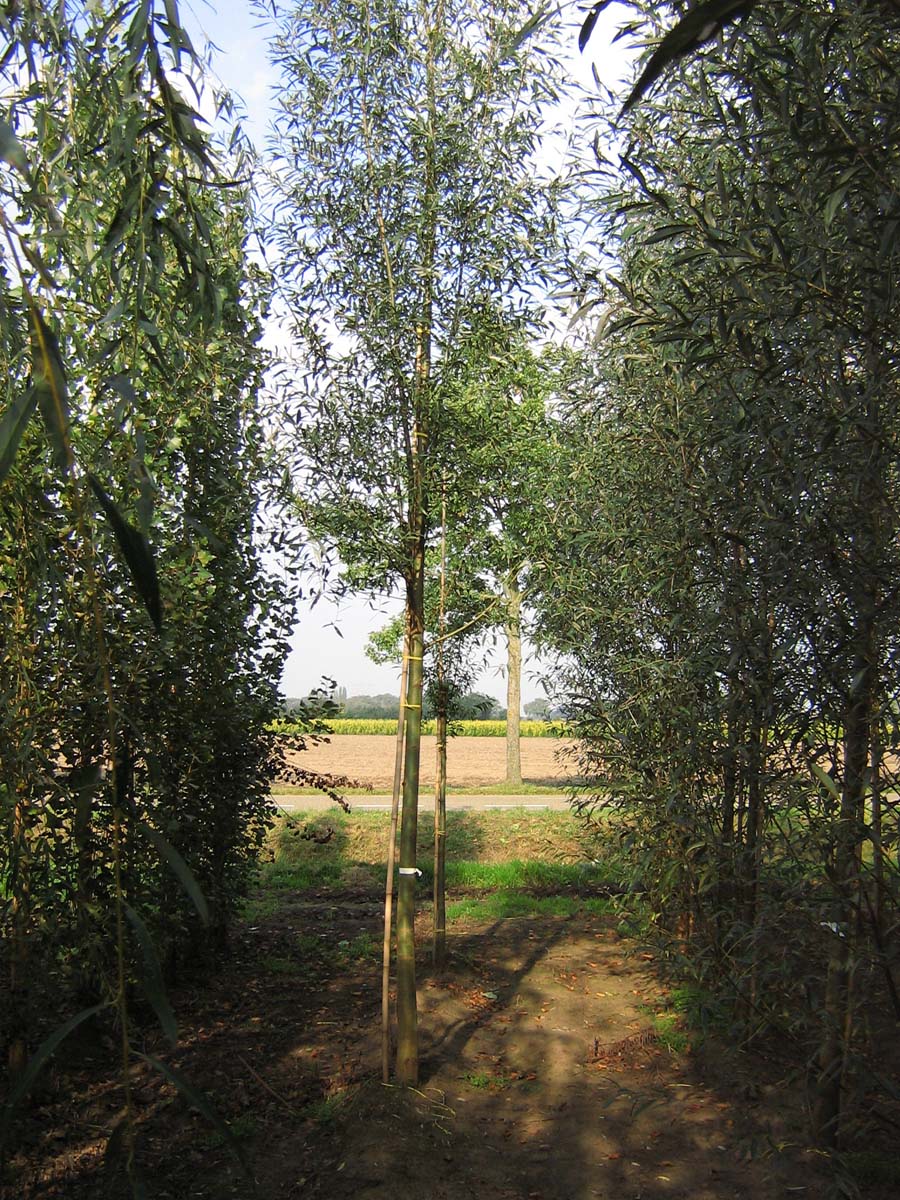 Salix alba 'Belders' op stam