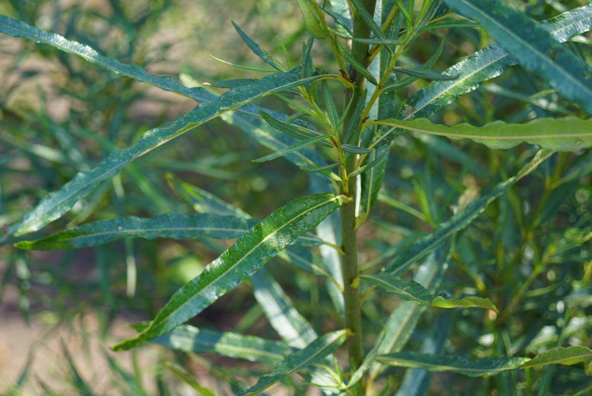 Salix fragilis solitair blad