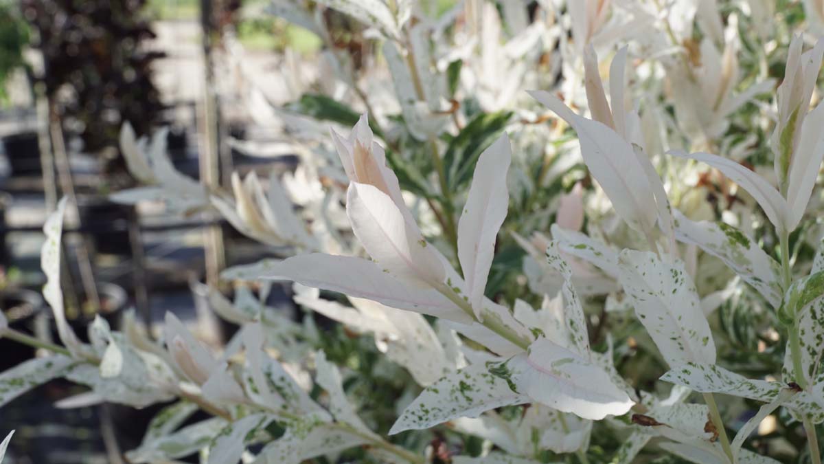 Salix integra 'Hakuro-nishiki' Tuinplanten