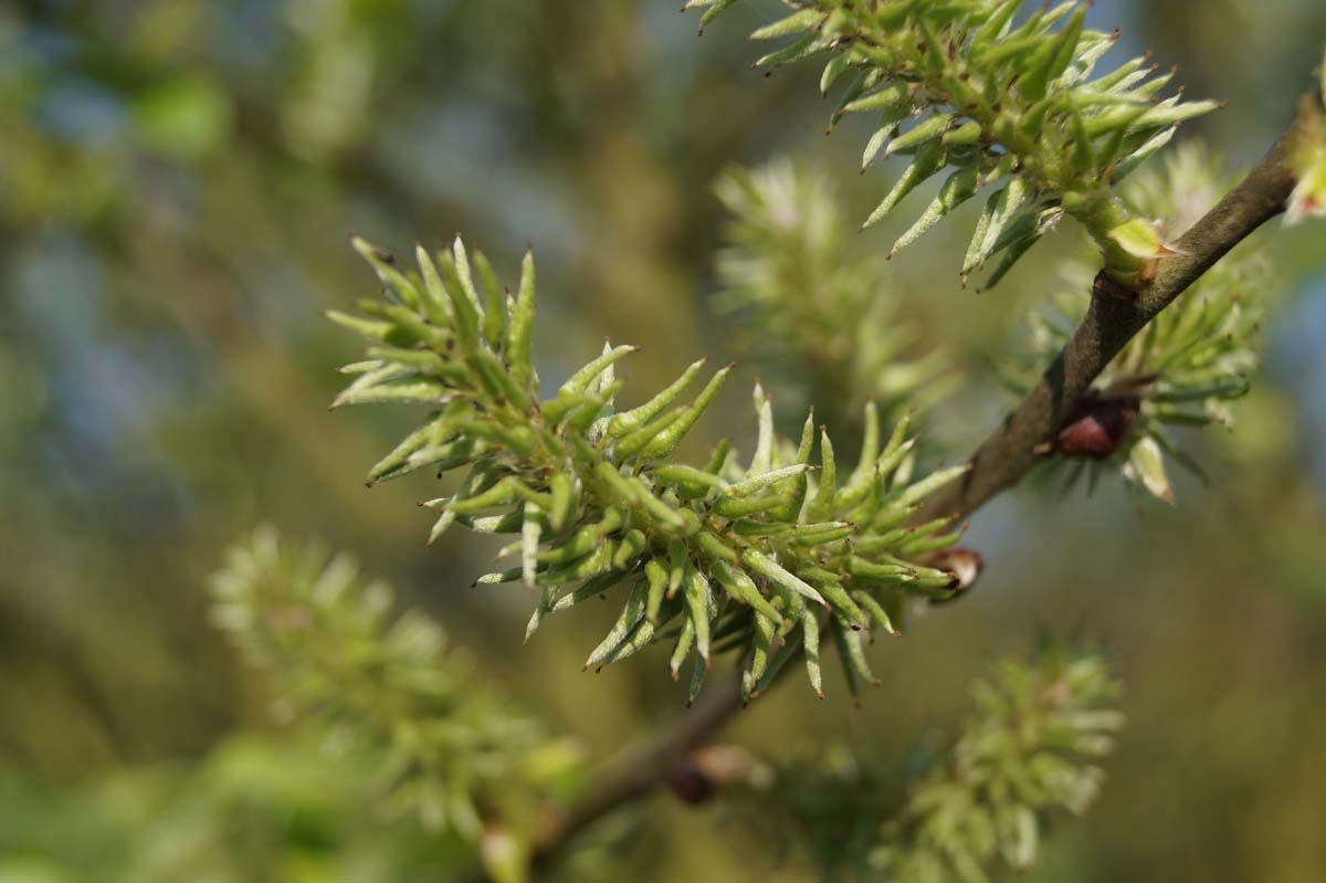 Salix caprea Tuinplanten