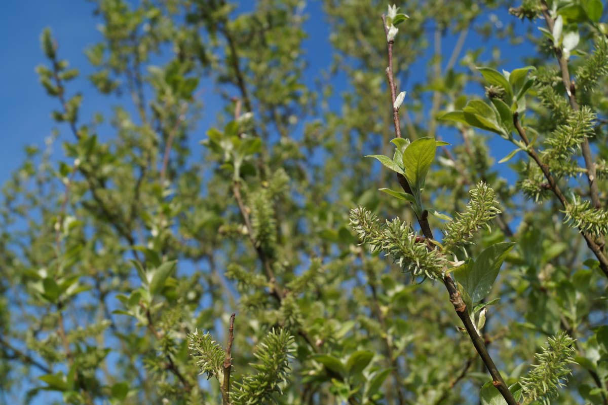 Salix caprea Tuinplanten