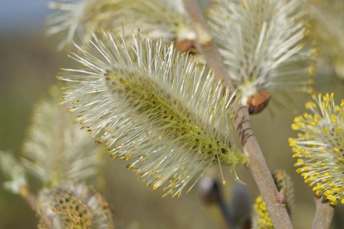 Salix cinerea op stam