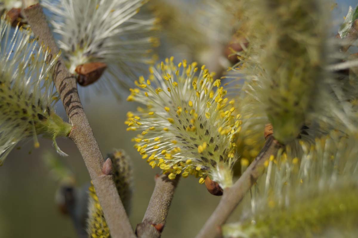 Salix cinerea haagplant