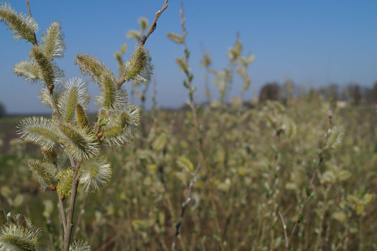 Salix cinerea meerstammig / struik