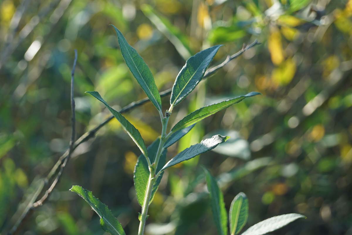 Salix cinerea op stam