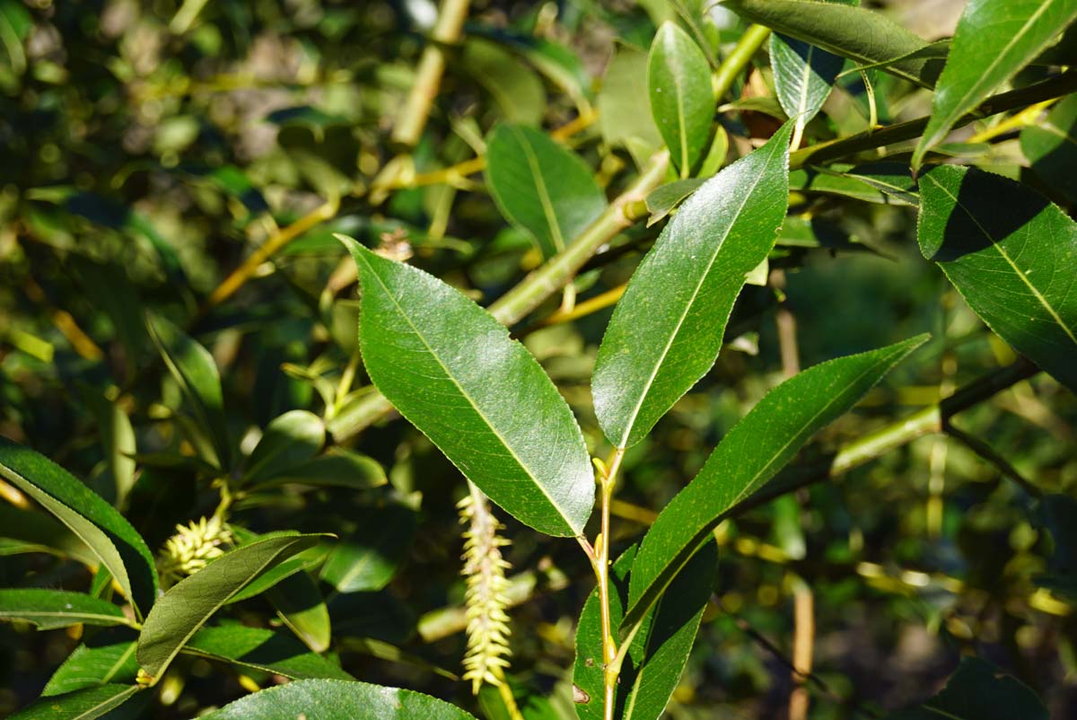 Salix pentandra op stam
