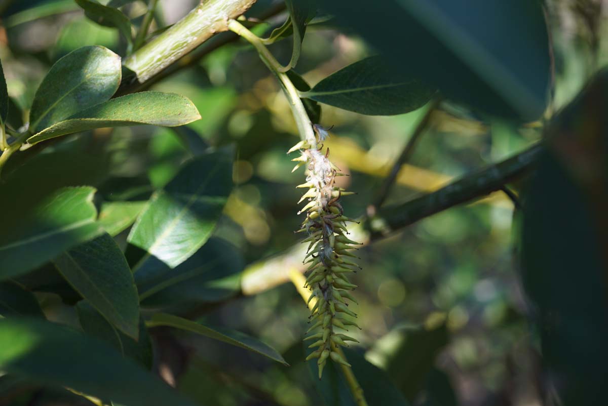 Salix pentandra meerstammig / struik