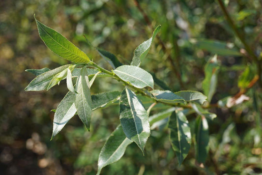 Salix daphnoides solitair