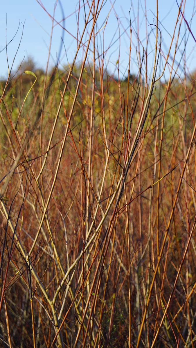 Salix purpurea meerstammig / struik