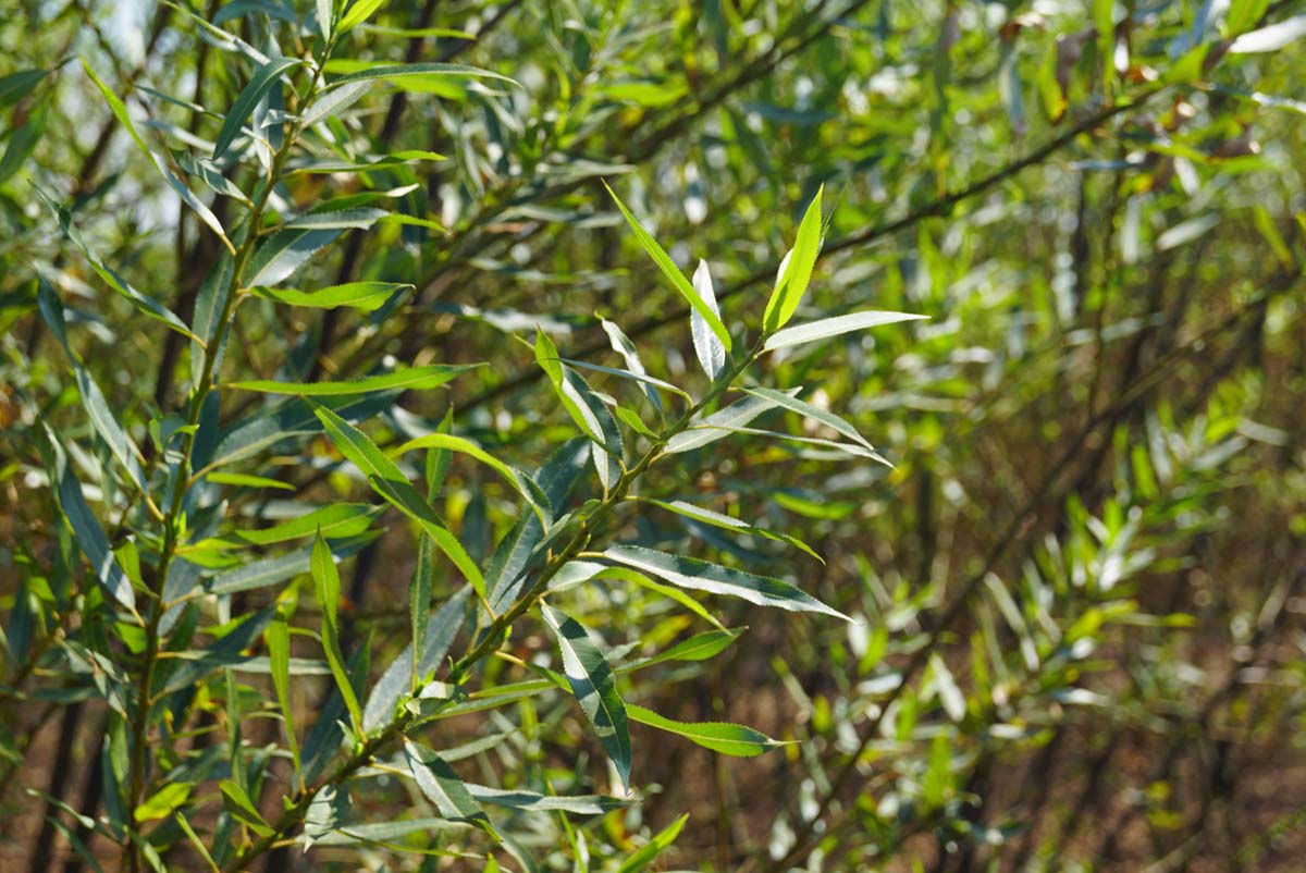Salix triandra op stam bloem