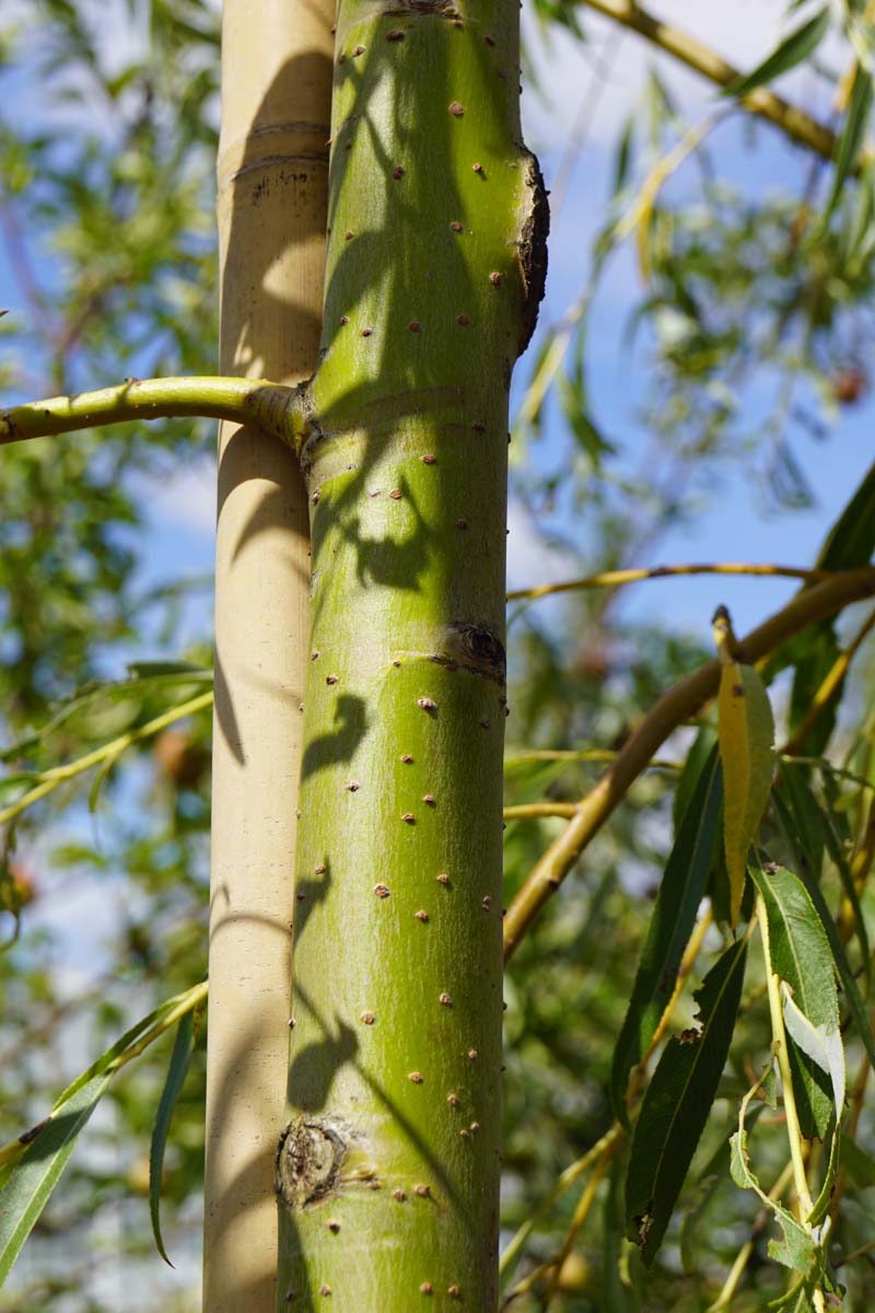 Salix sepulcralis 'Chrysocoma' op stam