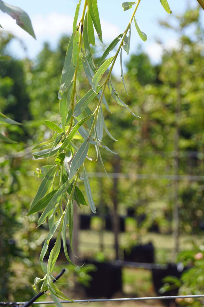 Salix sepulcralis 'Chrysocoma' solitair
