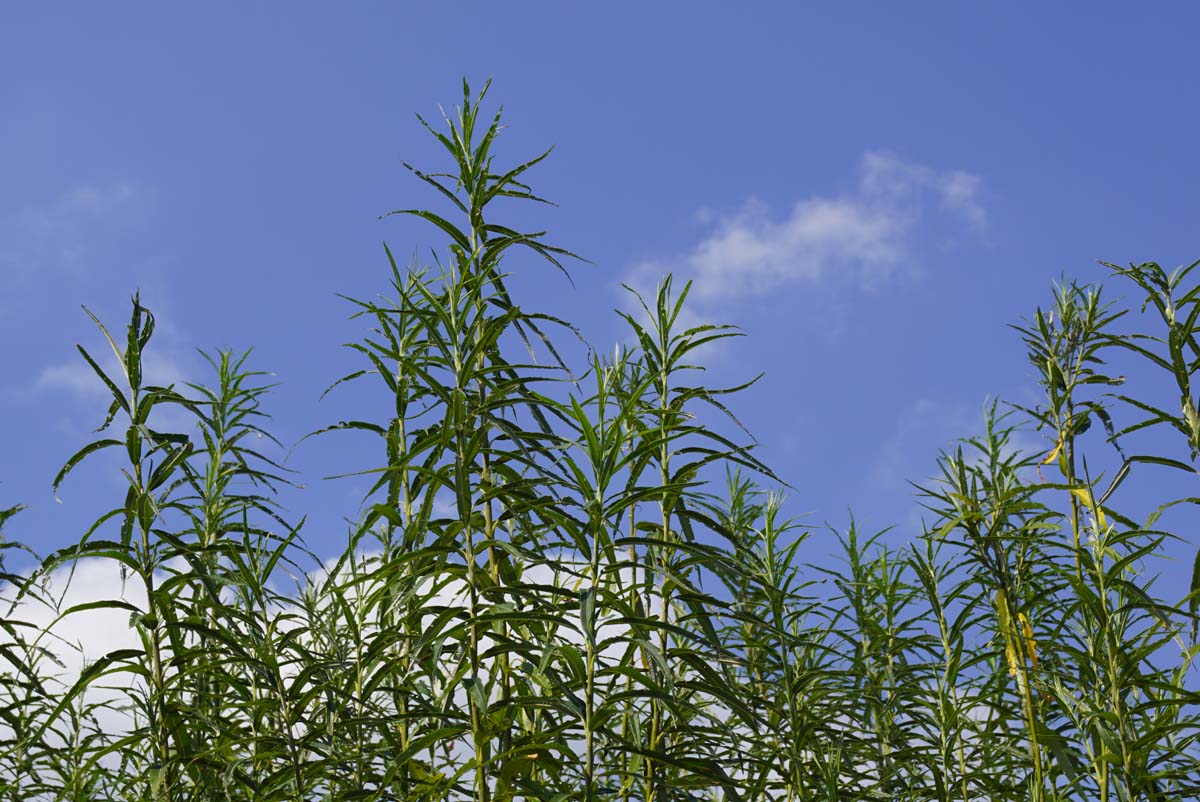 Salix viminalis solitair