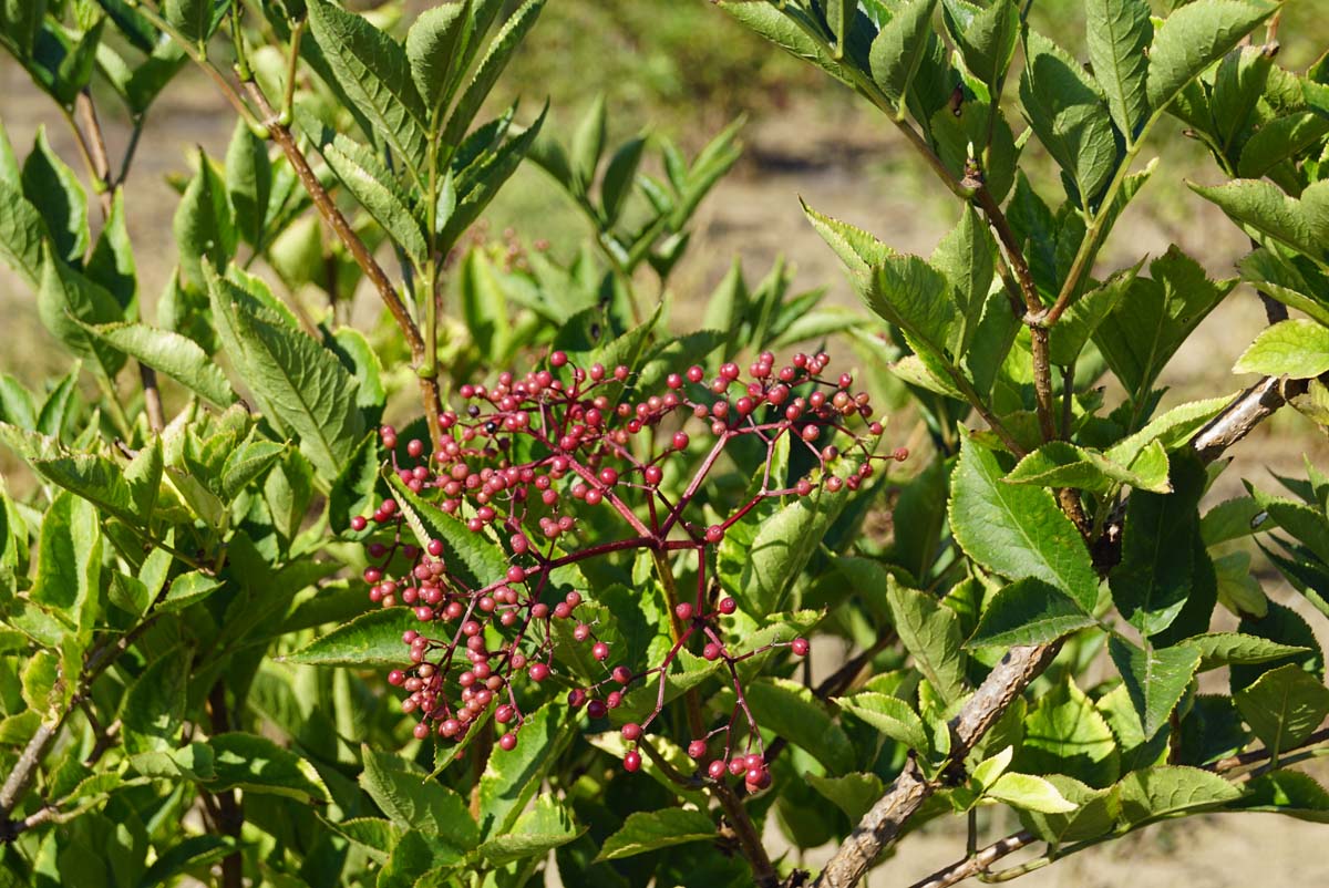 Sambucus nigra haagplant vrucht