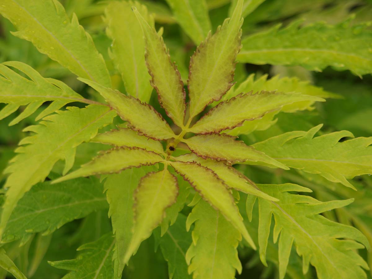 Sambucus racemosa 'Plumosa Aurea' meerstammig / struik