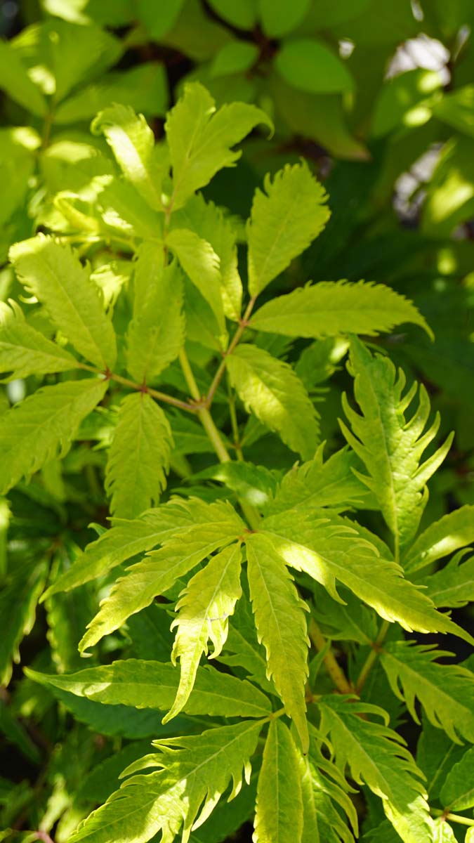 Sambucus racemosa 'Plumosa Aurea' meerstammig / struik