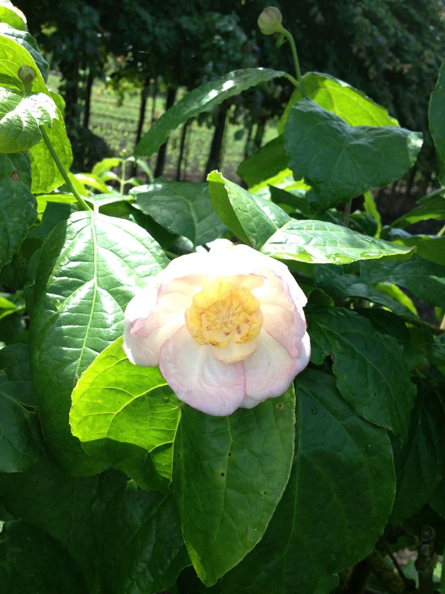 Calycanthus chinensis meerstammig / struik bloem