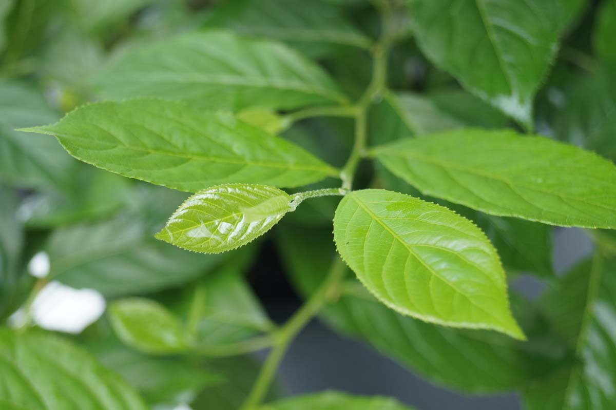 Sinojackia xylocarpa meerstammig / struik