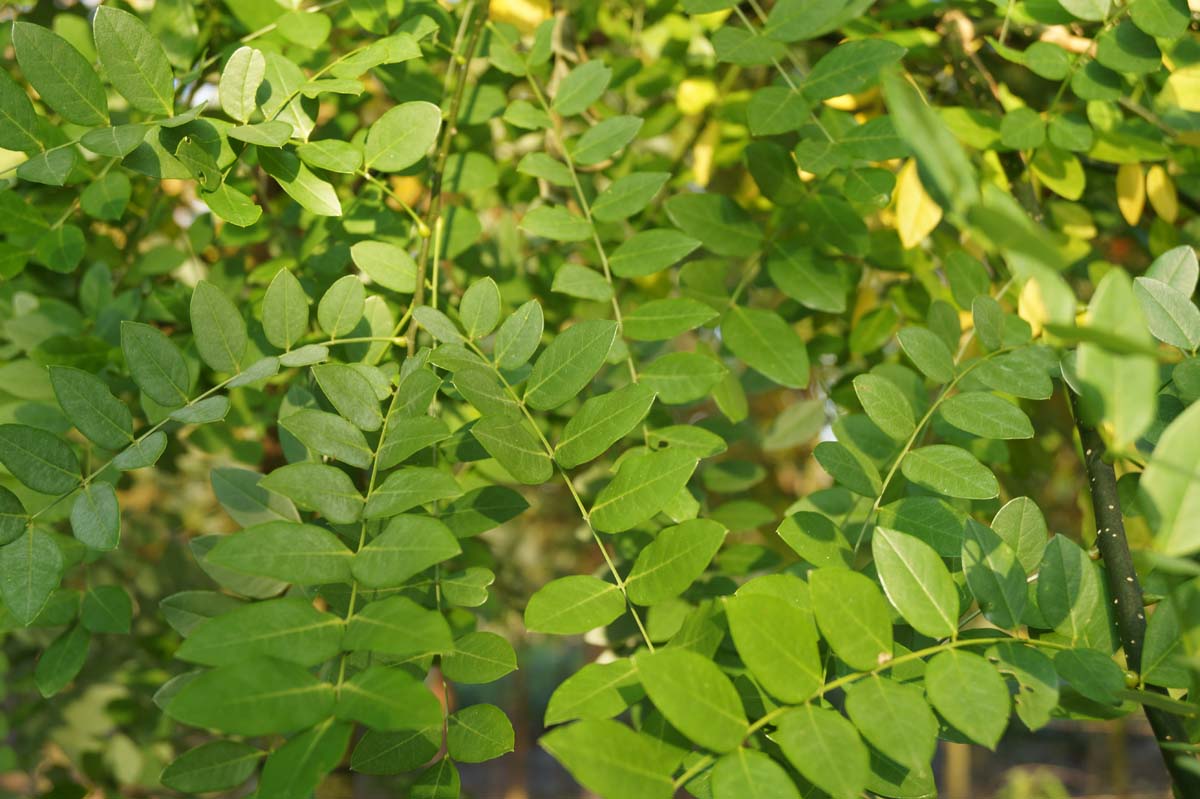 Styphnolobium japonicum meerstammig / struik blad