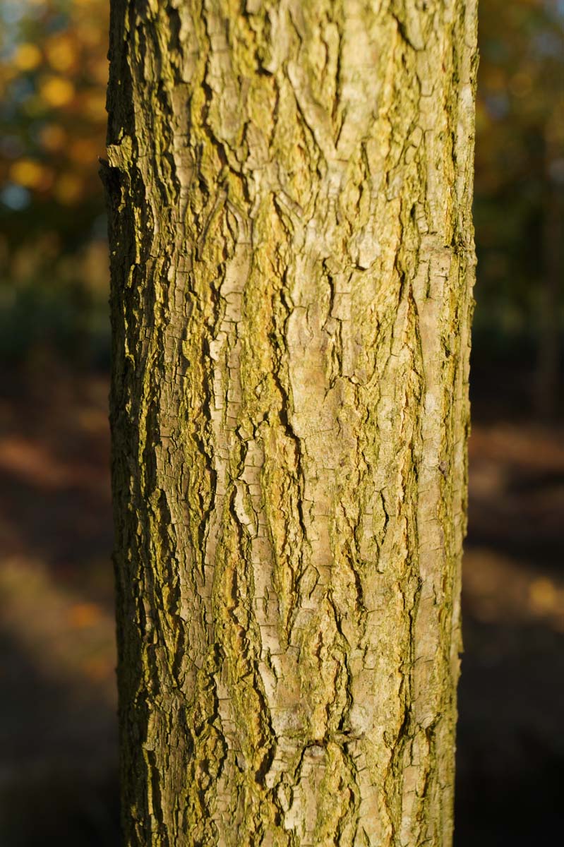 Styphnolobium japonicum meerstammig / struik bast