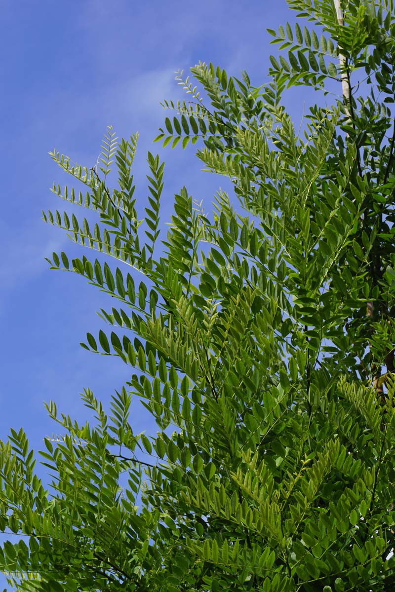 Styphnolobium japonicum dakboom twijg