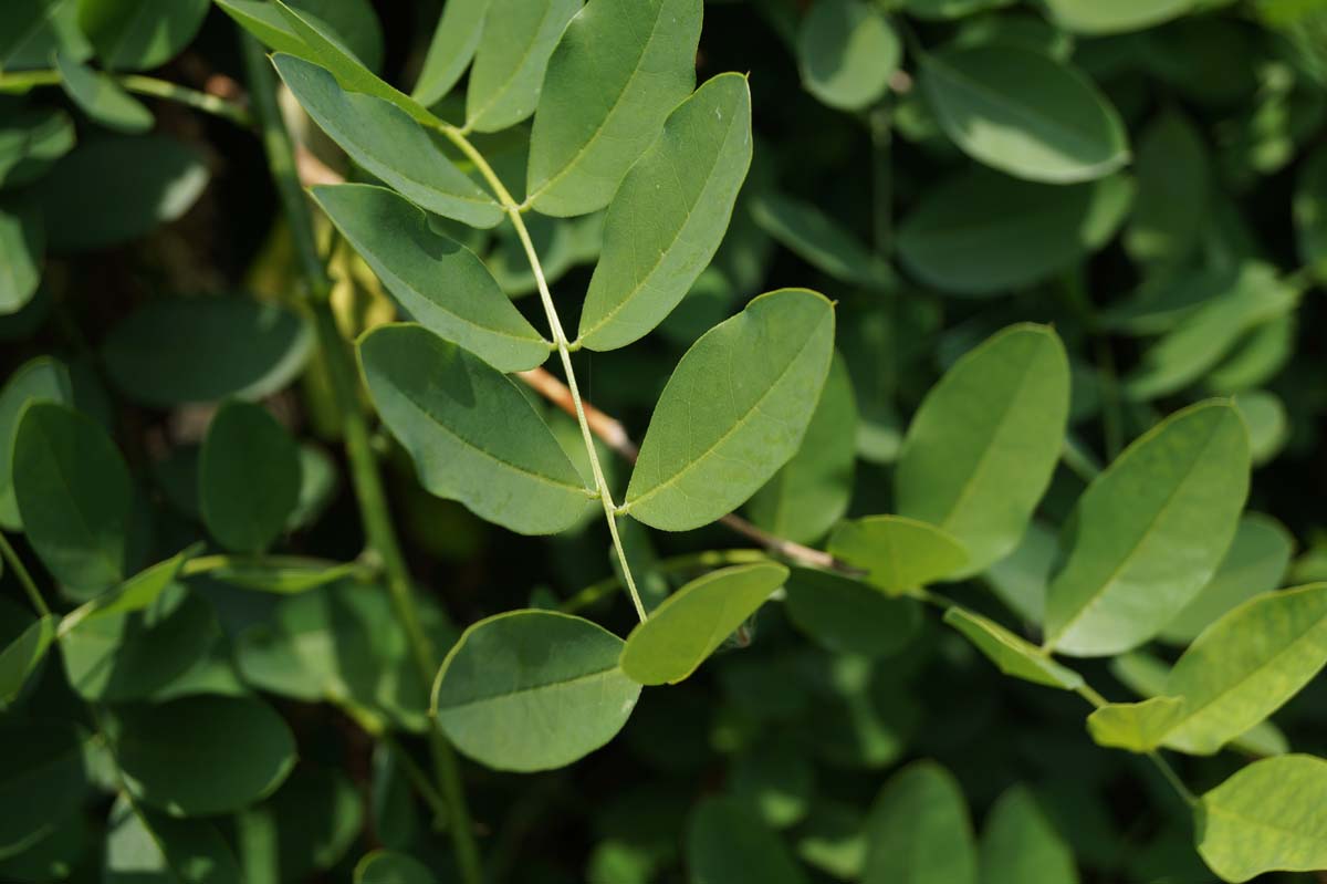 Styphnolobium japonicum 'Pendula' solitair