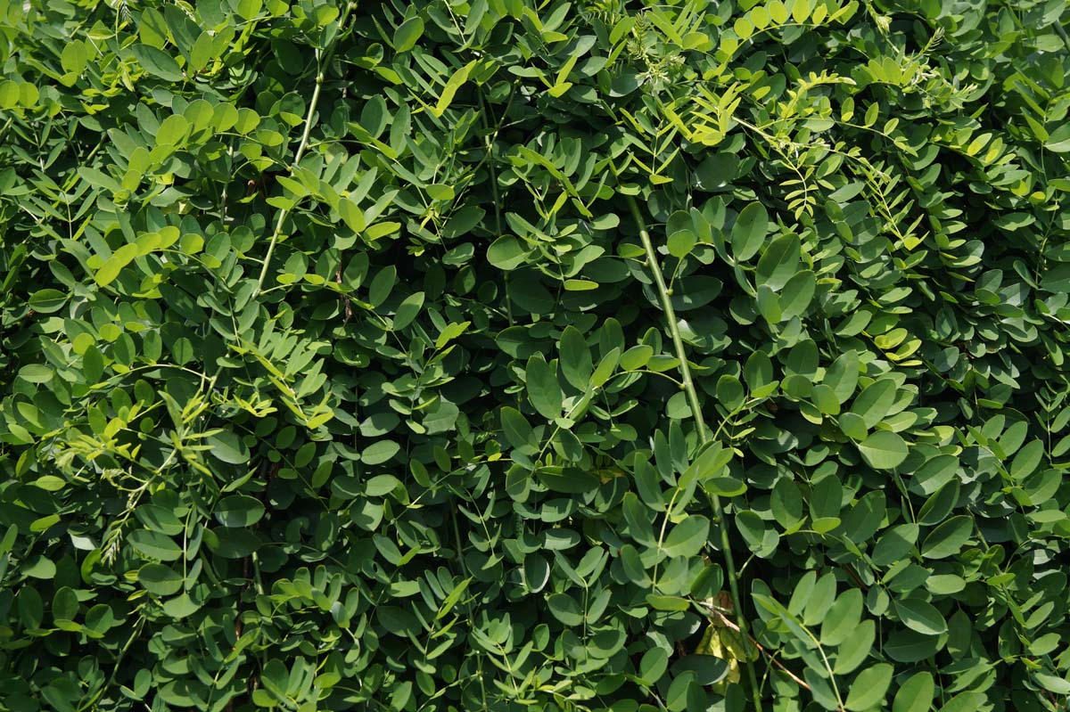 Styphnolobium japonicum 'Pendula' solitair