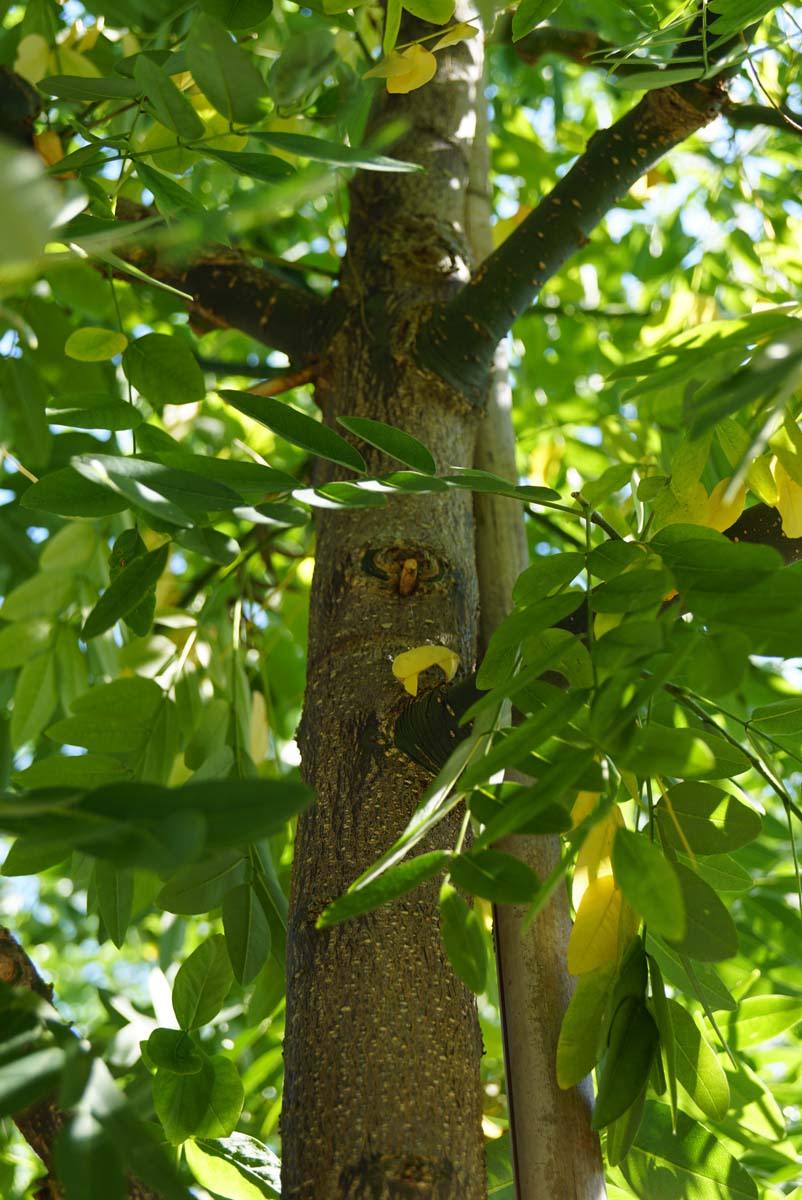 Styphnolobium japonicum 'Fleright' op stam