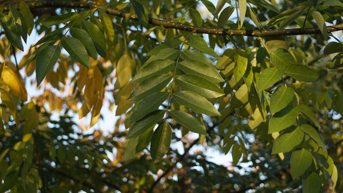Styphnolobium japonicum 'Regent' Tuinplanten herfstkleur