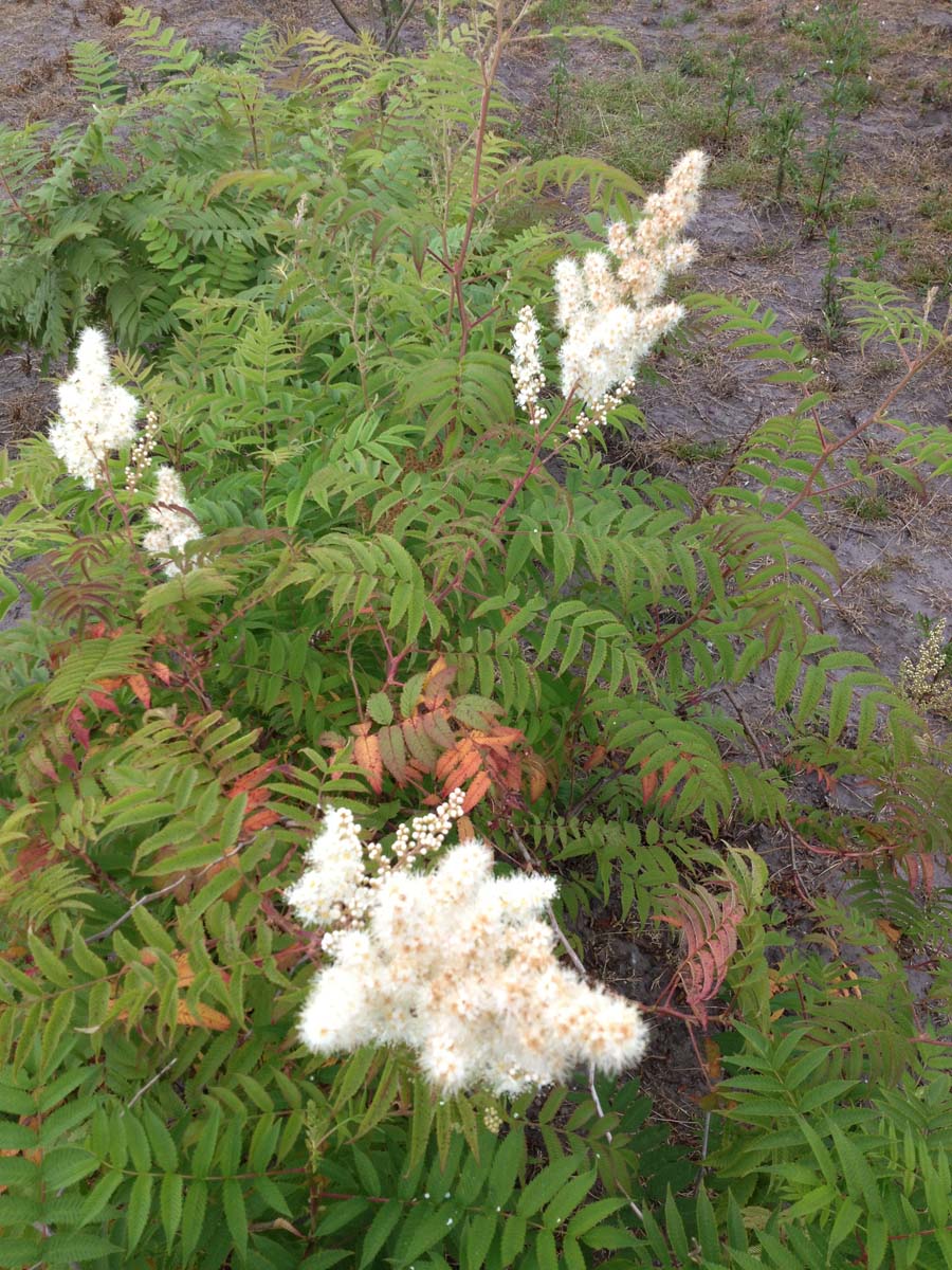 Sorbaria kirilowii meerstammig / struik