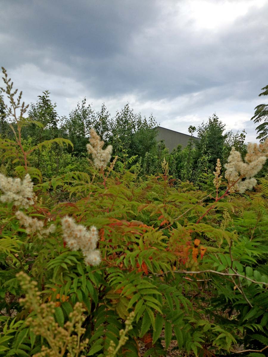 Sorbaria kirilowii meerstammig / struik