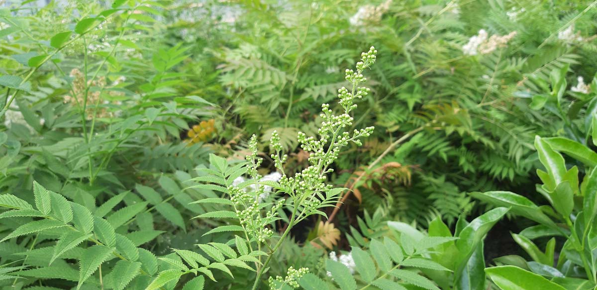 Sorbaria sorbifolia meerstammig / struik