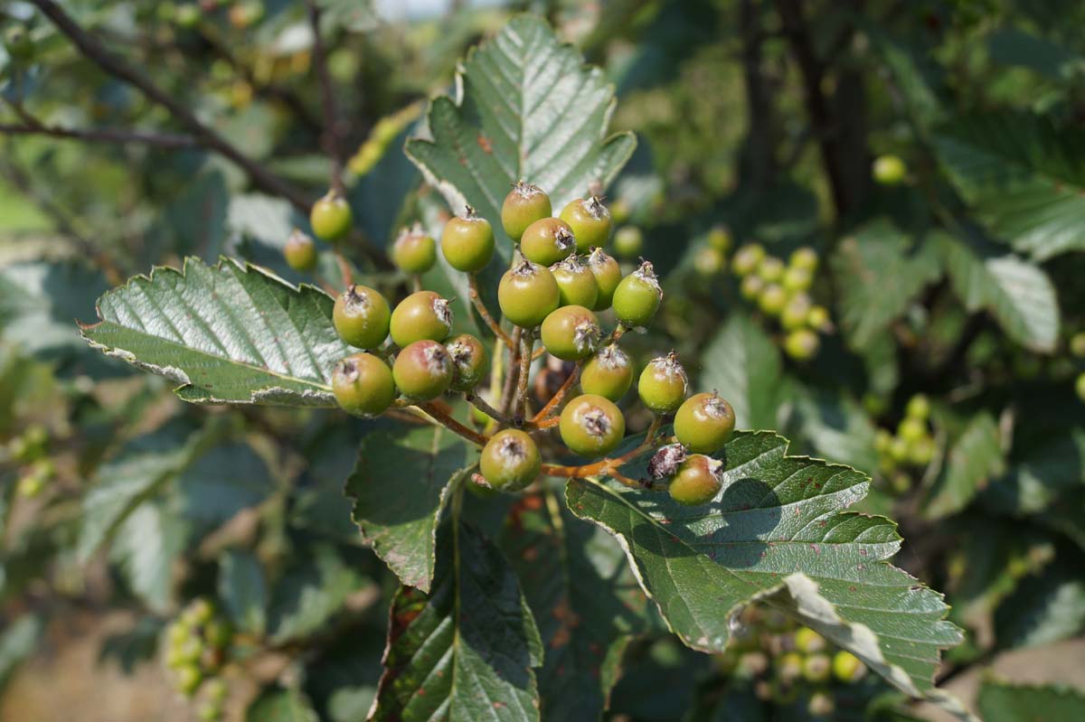 Sorbus aria Tuinplanten bes