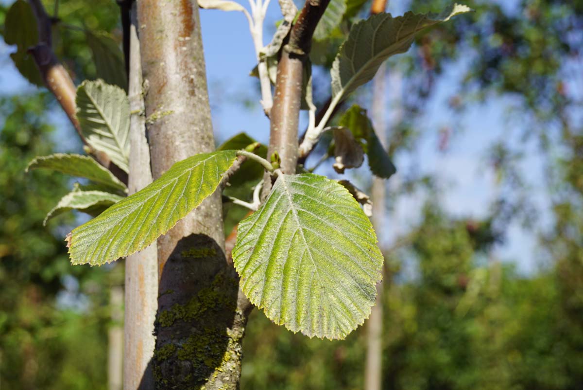 Sorbus aria 'Lutescens' meerstammig / struik blad