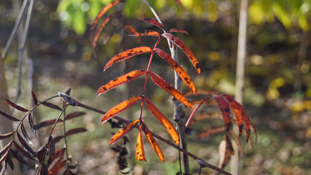 Sorbus arnoldiana 'Schouten' op stam herfstkleur
