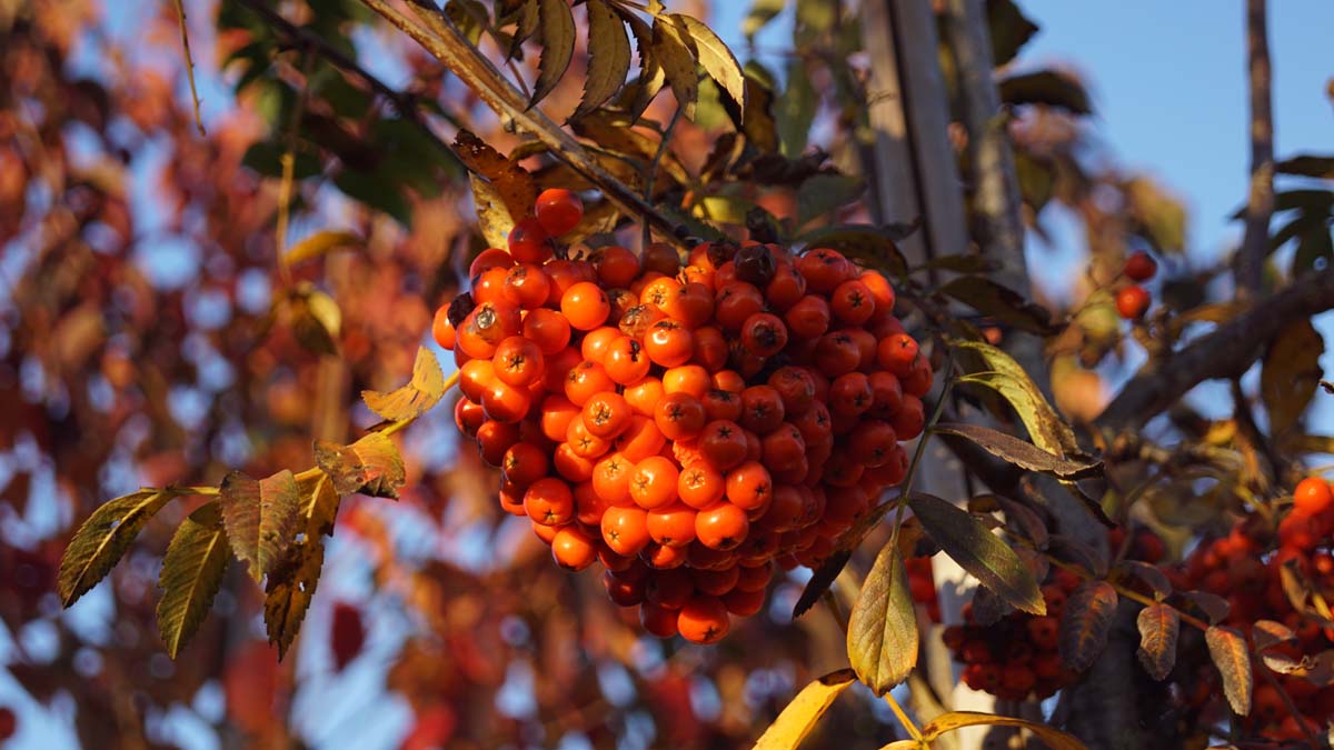 Sorbus aucuparia Tuinplanten vrucht
