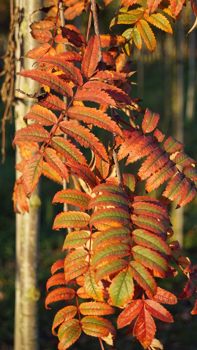 Sorbus aucuparia meerstammig / struik herfstkleur