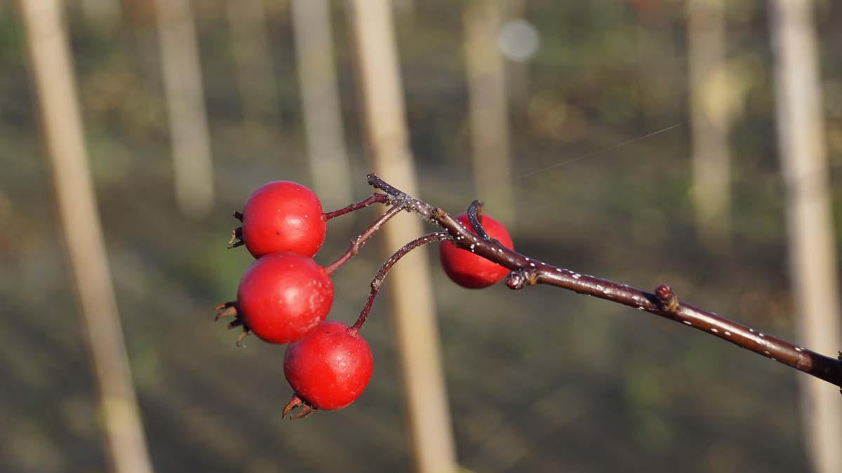 Sorbus aucuparia 'Aspleniifolia' op stam bes